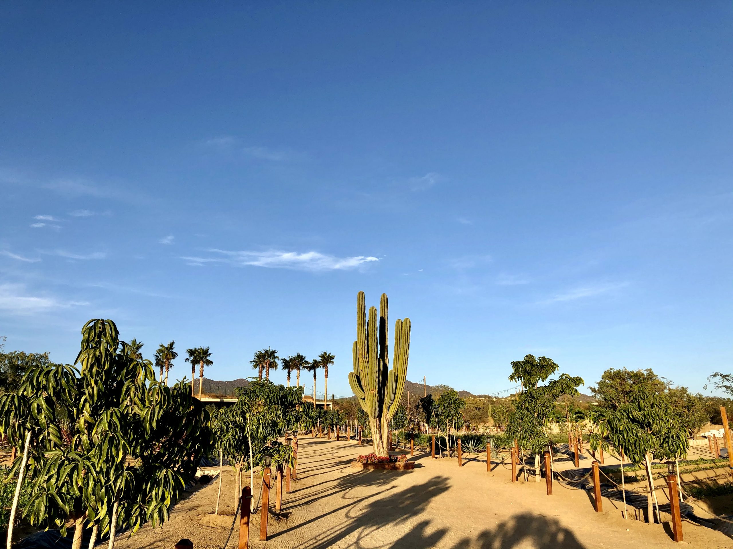 Palo blaco trees