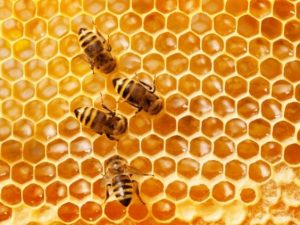 Tips for Safely Removing a Beehive from Your Garden