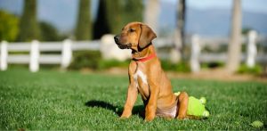 4 Top Tips for Dog-Proofing Your Yard