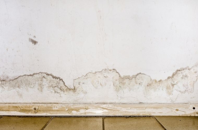 Different Ways Mold Can Damage Your Home