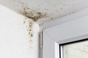 What’s That Smell: How To Check for Mold in Your Home