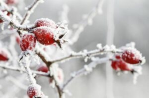 Common Gardening Mistakes To Avoid This Winter