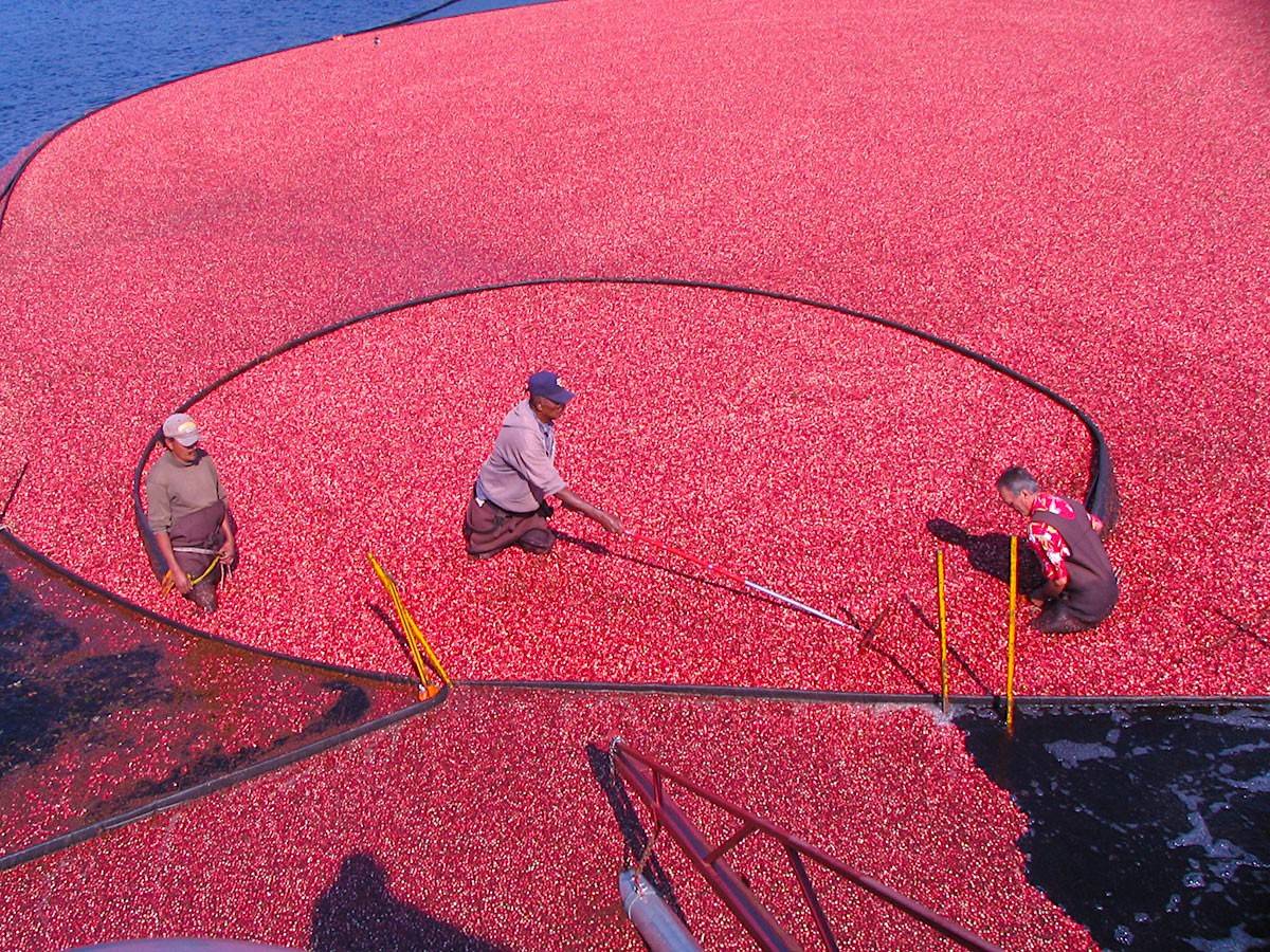 Wareham Cranberry Farm on the southcoast